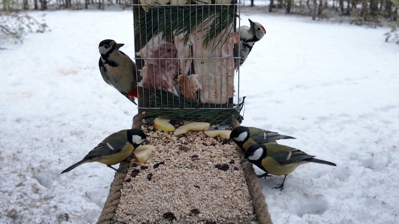 Winter Bird Feeder Frenzy in the Snow ❄️ Great Tits + Sparrows + Jay + Woodpecker  Real Nature Sound