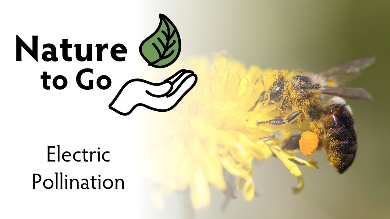 Nature to Go | Electric Pollination – How Bumblebees and Honeybees Use Electric Charge to Pollinate