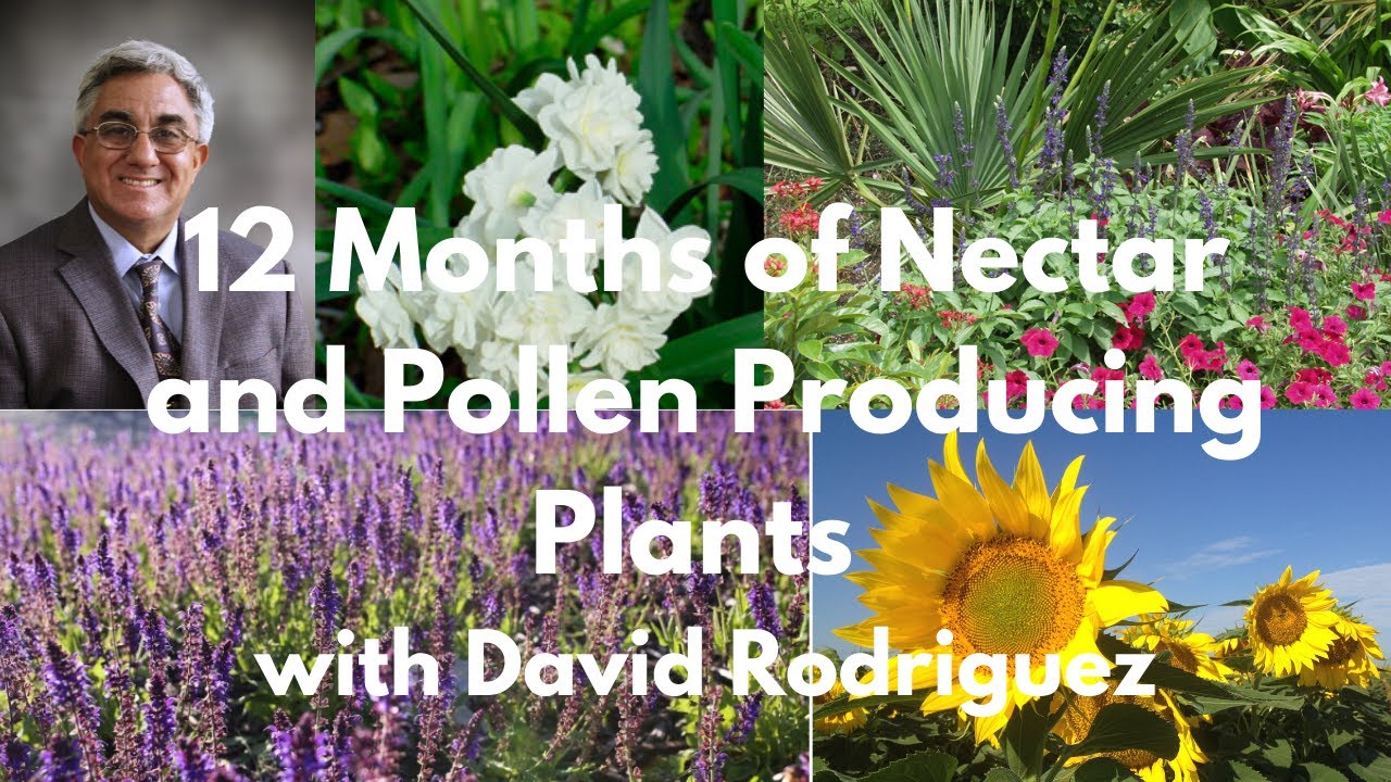 12 Months of Nectar and Pollen Producing Plants with David Rodriguez