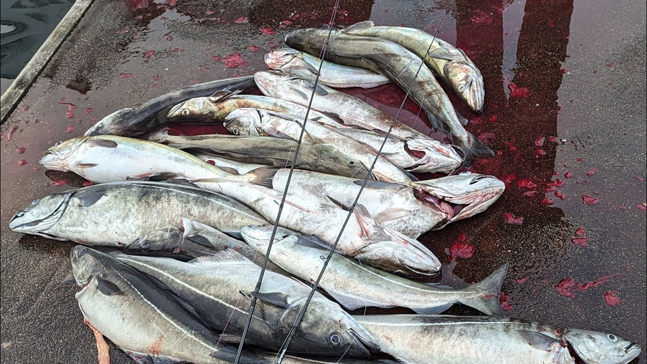 Alver Havfiskeklubb på Lysing fisk