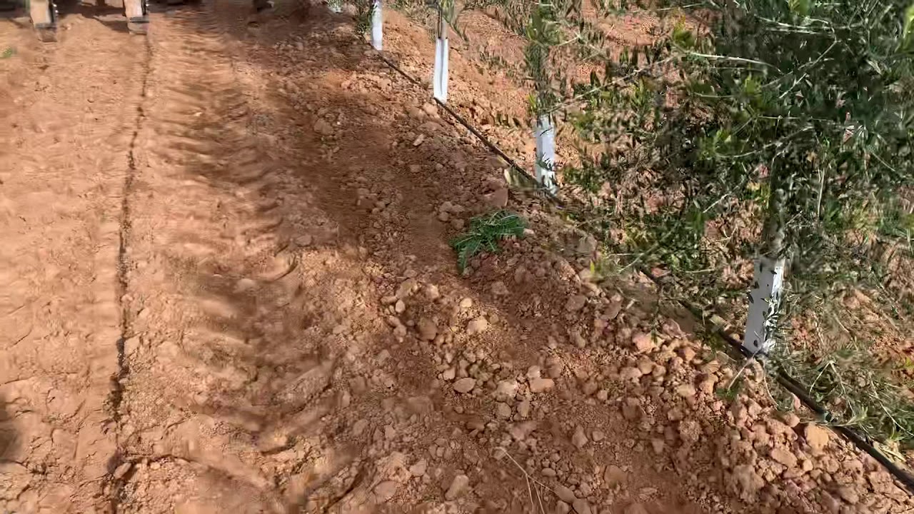 AGRITEC Ingenieros. Intercepas en olivar superintensivo