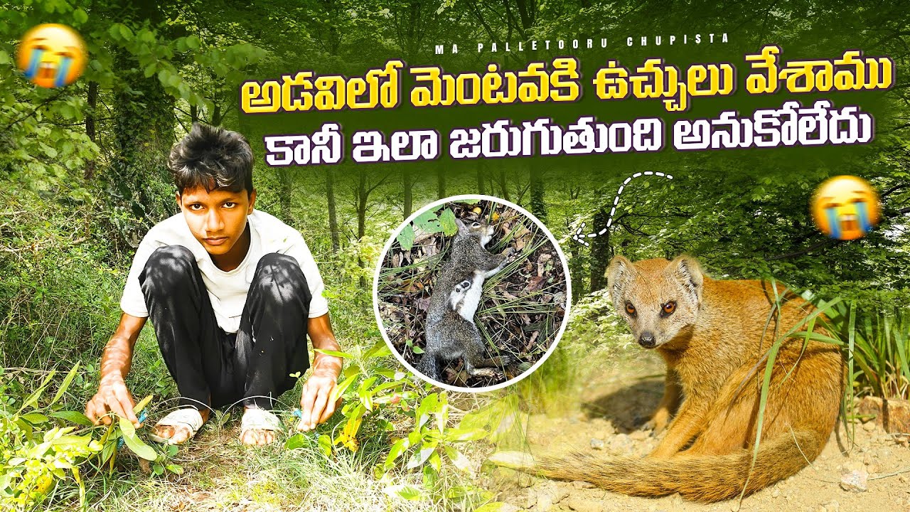 మెంటవా కి ఉచ్చులు కట్టాము 👈 We Put Mentava to the Test ||  Menatava Hunting