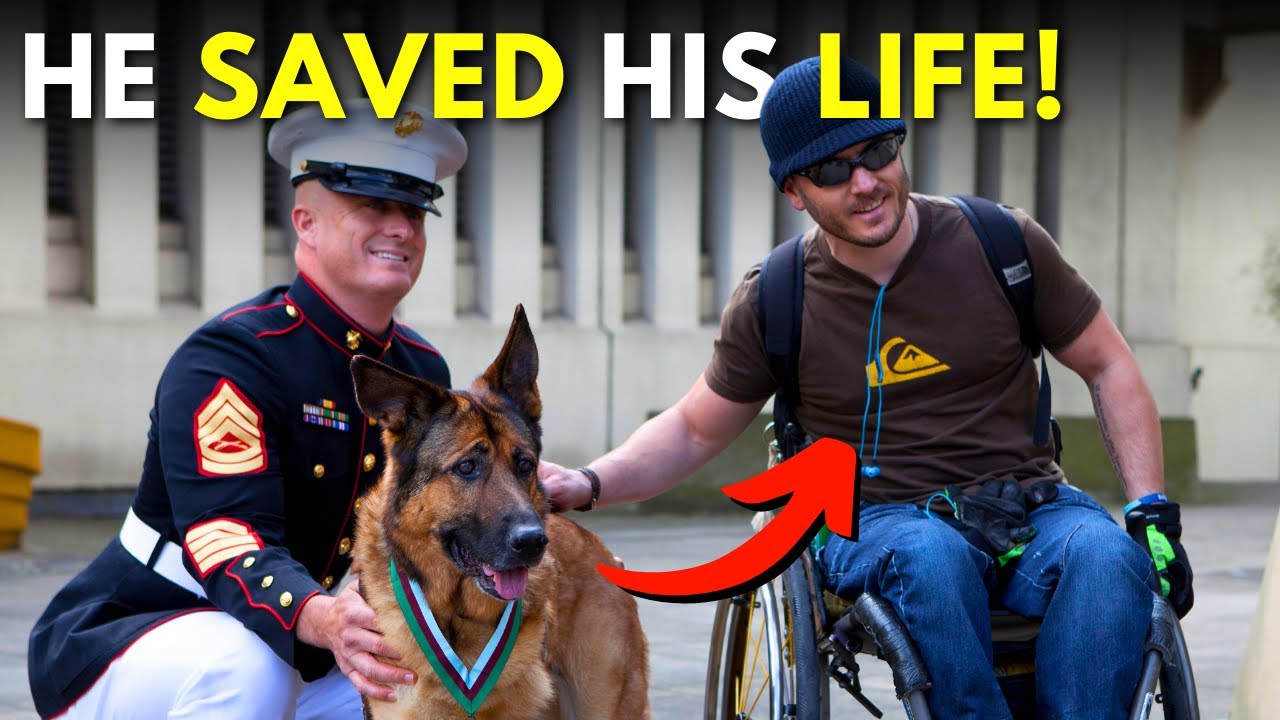 10 Common Animals that are WAR HEROES!