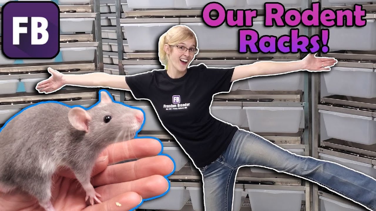Наша установка по разведению грызунов!