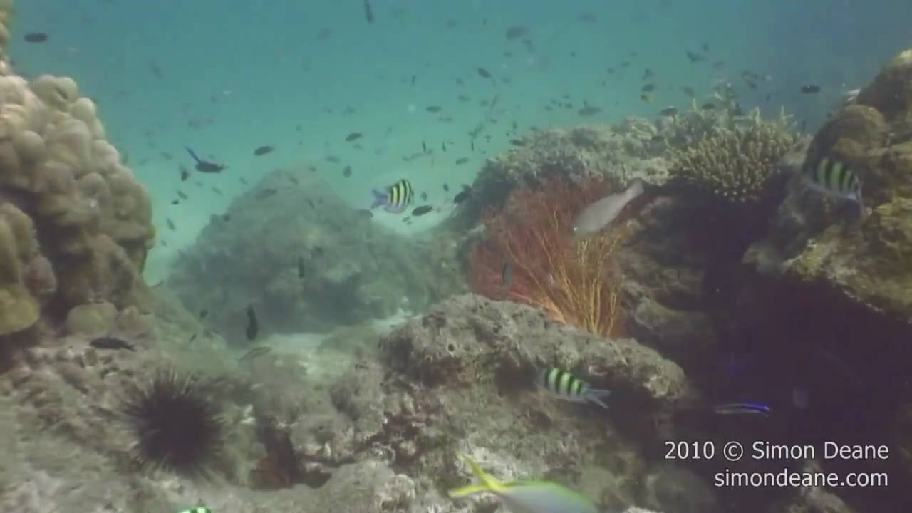 Coral Reef Discovery - Show Reel