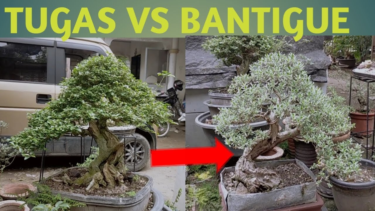 tugas VS bantigue bonsai  @charliemixvlog4554
