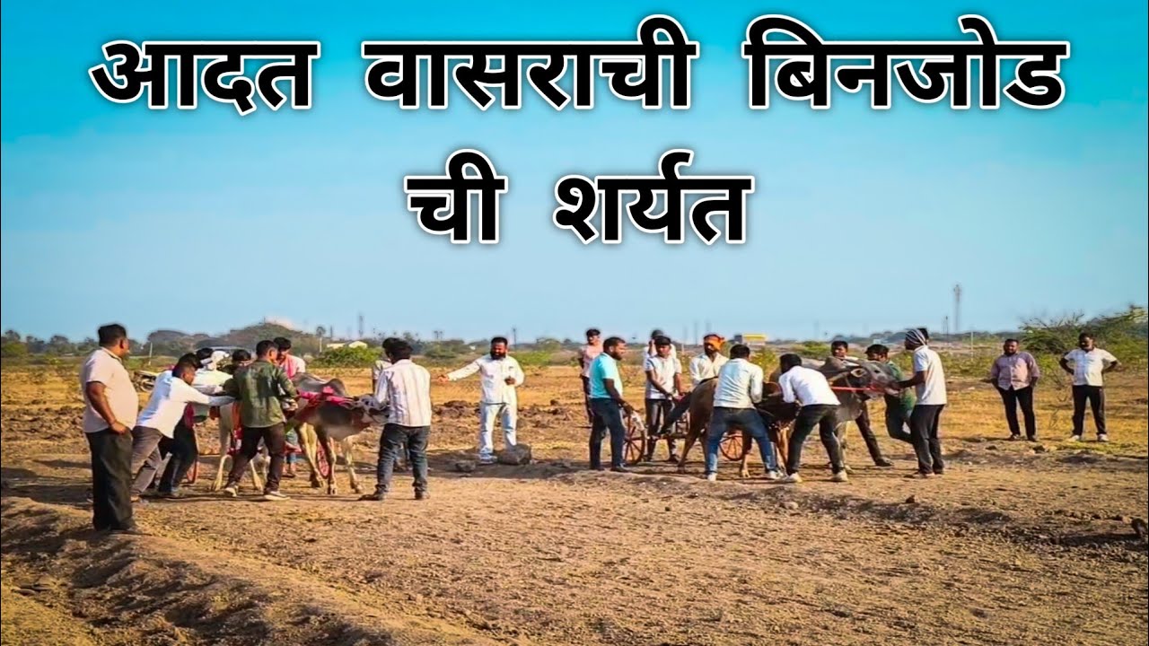 आदत वासराची ५ हजारांची बिनजोड ची लढत | माझी माती माझा खेळ | #बैलगाडा_शर्यत_महाराष्ट्र 