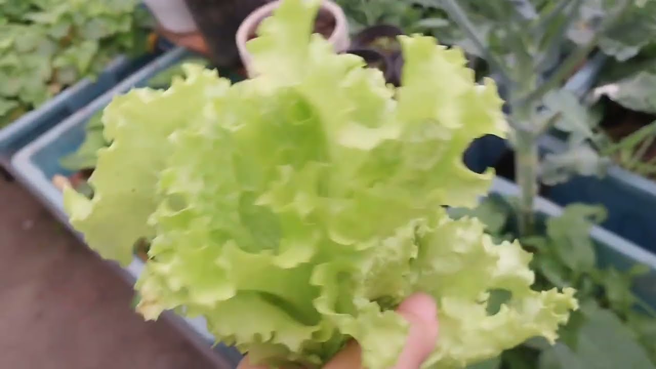 Không nhiều nhưng cũng đủ ăn...