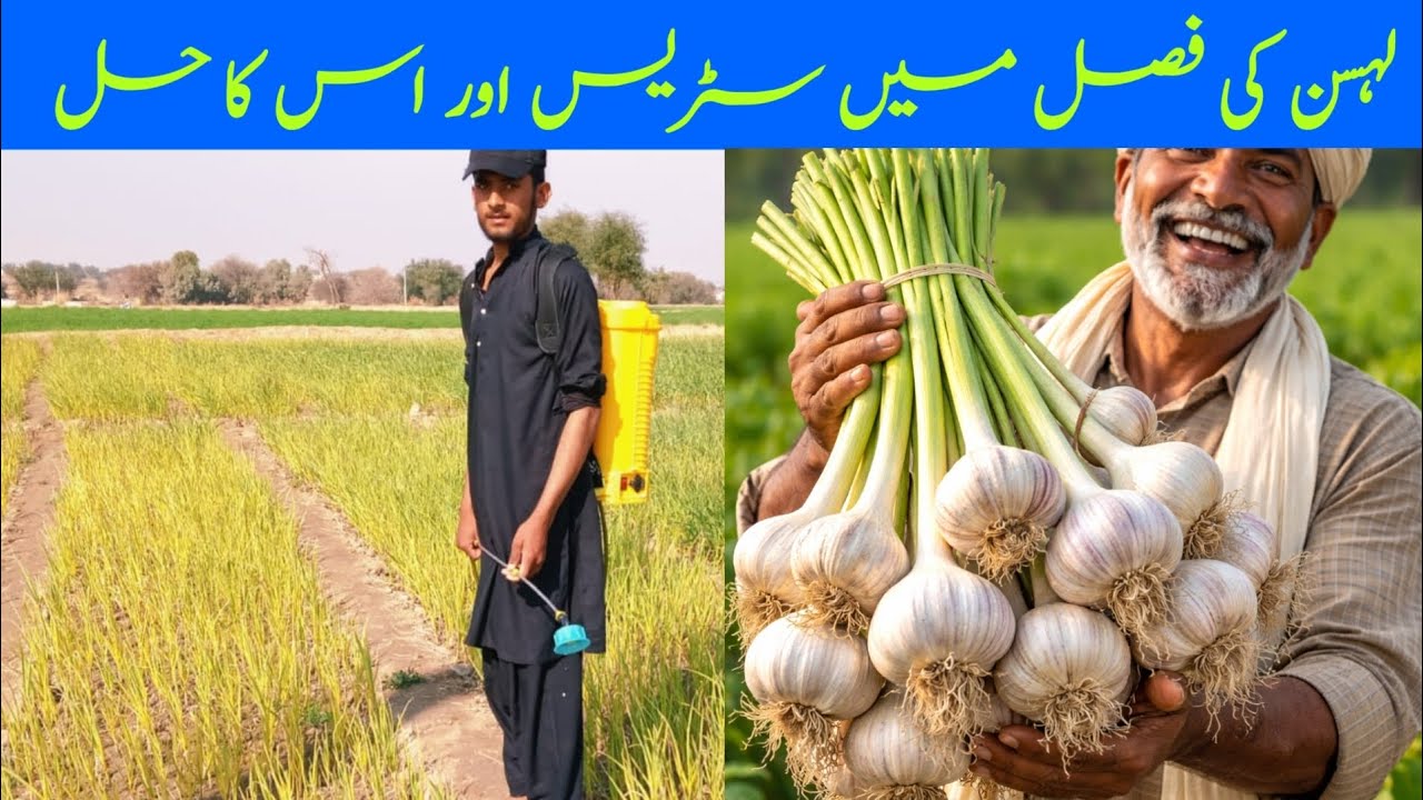 لہسن کی فصل میں سیٹرس اور بہترین ٹریٹمنٹ 