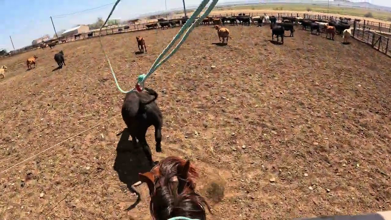 Silver Spur Ranch // Feedlot Roping // Doctoring Cattle // Part 1
