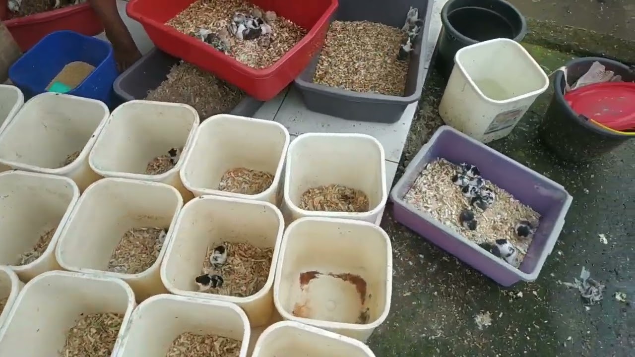 UNTUNG & RUGI TERNAK HAMSTER tonton ini sebelum anda memulai ternak hamster