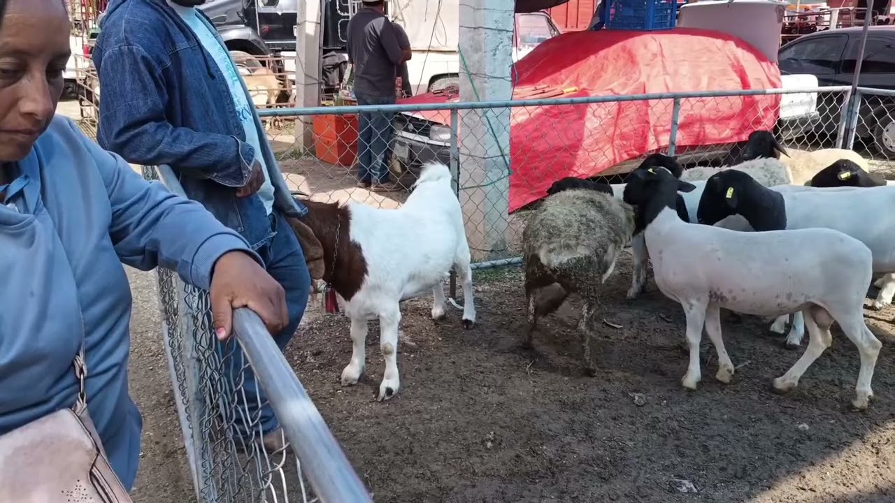 plaza ganadera Tepeaca Puebla  especial de borregos dorpe y chivos bóer