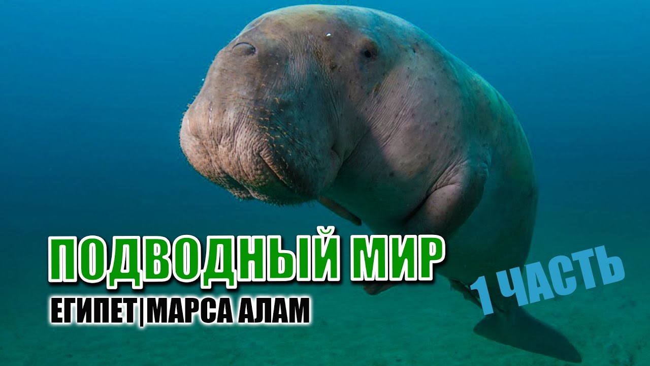 ПОДВОДНЫЙ МИР ЕГИПЕТ МАРСА АЛАМ  1 ЧАСТЬ | EGYPET Marsa Allam