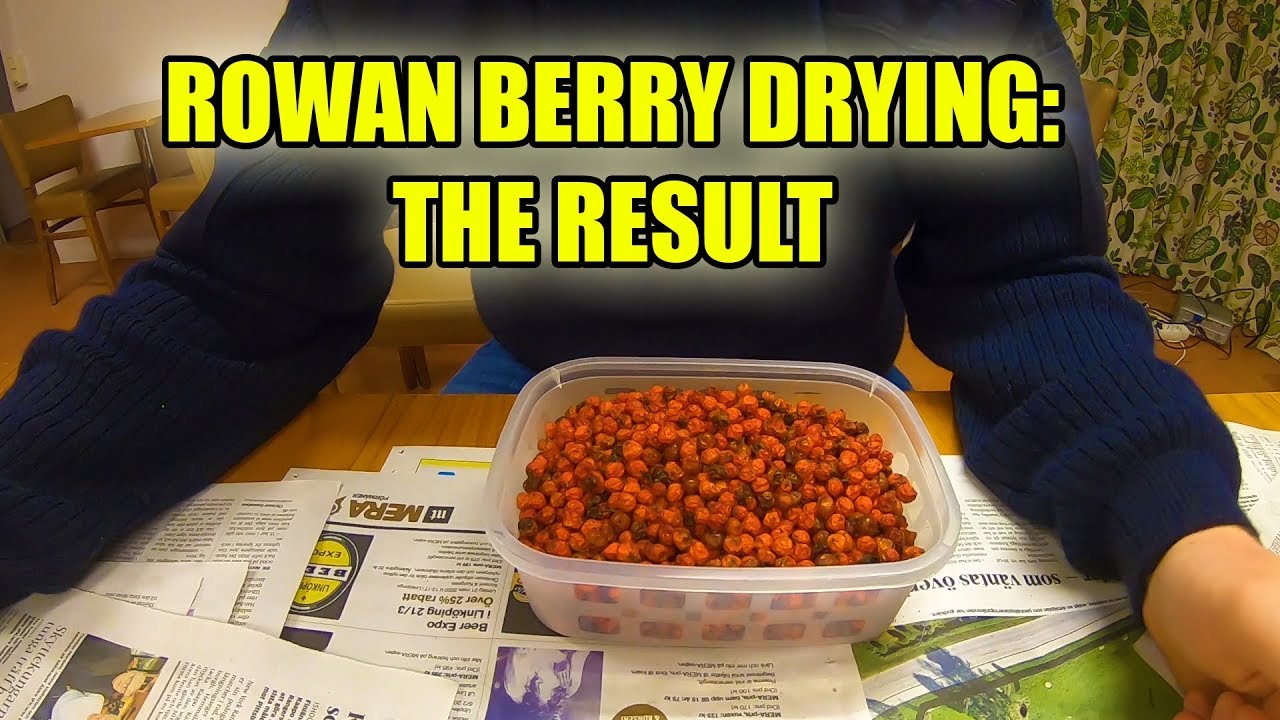 Rowan Berry Drying - The Result