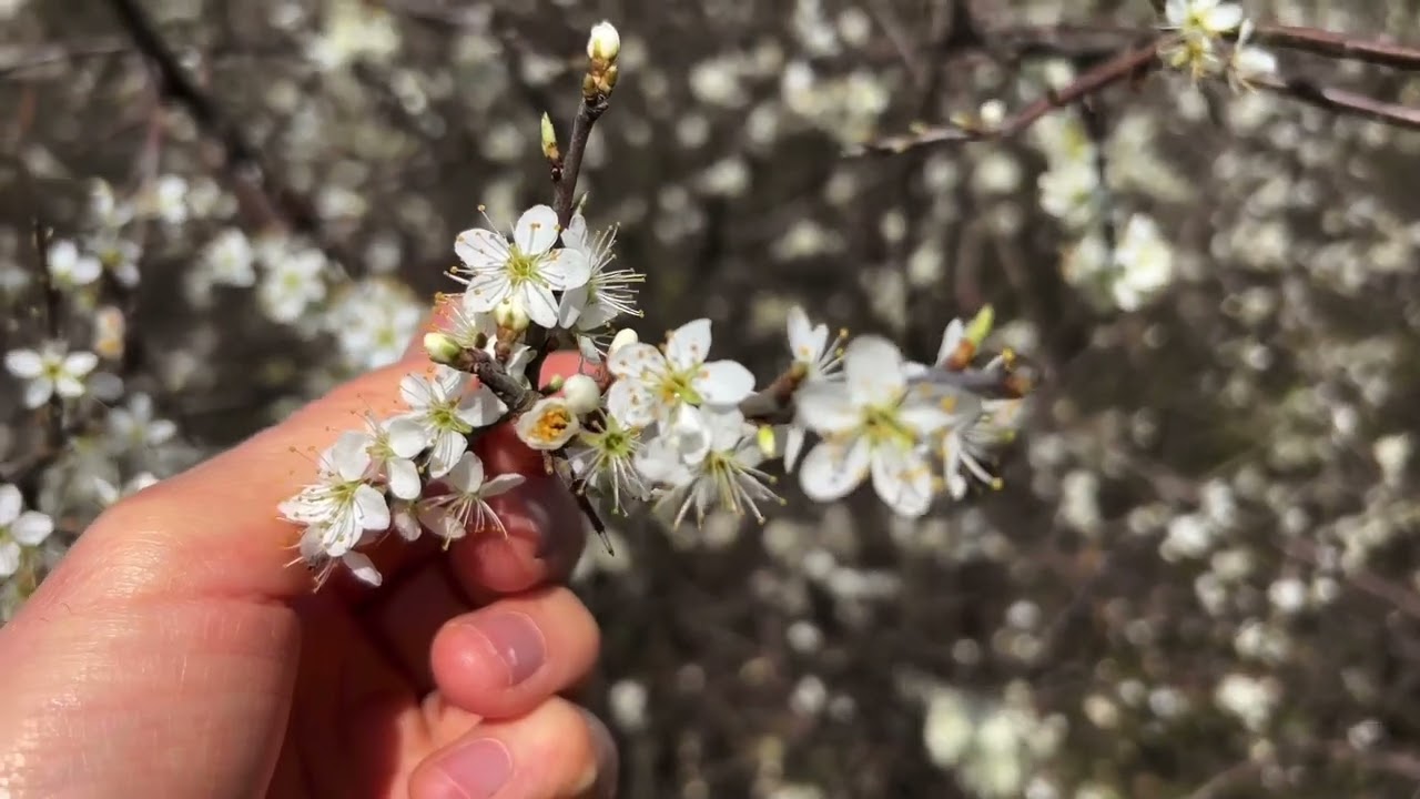 Blackthorn and its risky flowering strategy!