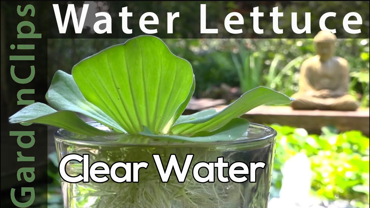 Водный салат — полезнейшее водное растение. Как вырастить водный салат — Pistia stratiotes