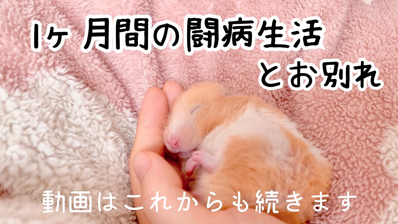 ハムスターとの最後の時間