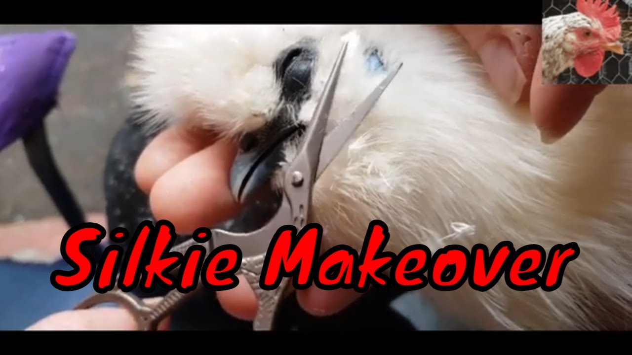 Silkie makeover