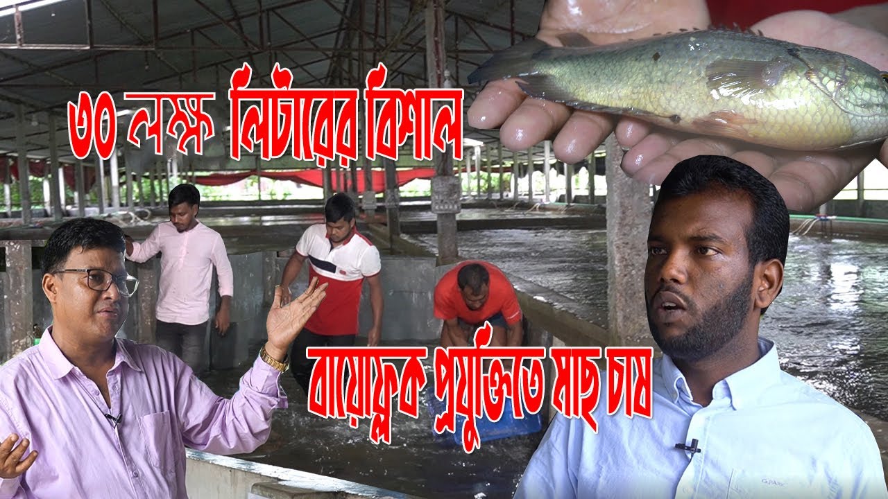 ৩০ লক্ষ  লিটারের বিশাল বায়োফ্লক প্রযুক্তিতে মাছ চাষ। সফল উদ্যোক্তা ব্রাহ্মণবাড়িয়ার জিহাদ