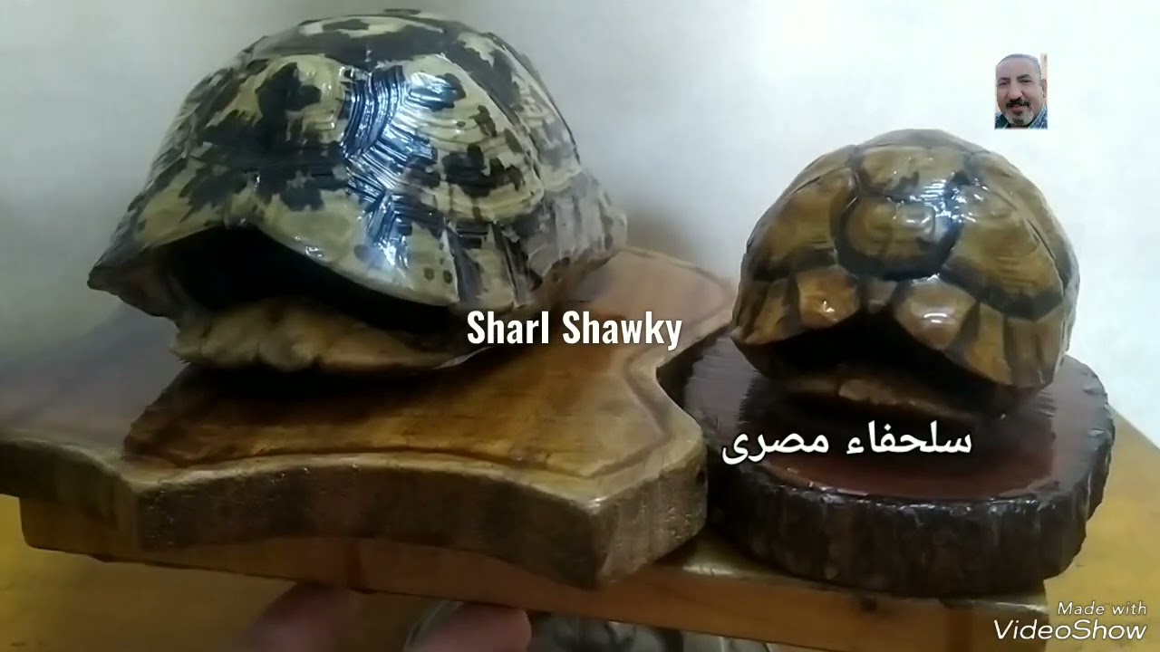 تحنيط السلاحف المصرى واليونانى للفنان شارل شوقى