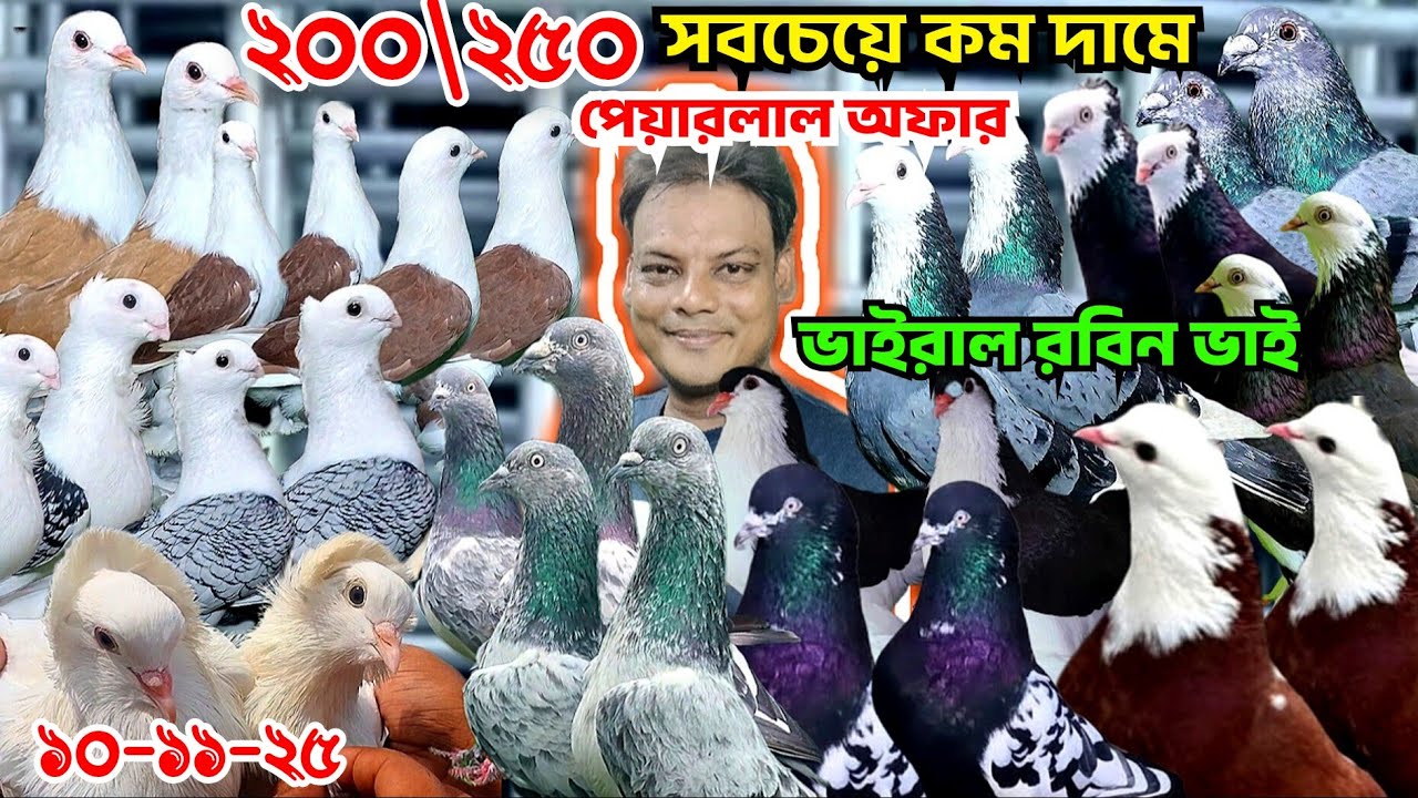 ২০০\ ২৫০ সবচেয়ে কম দাম পেয়ারালাল অফার। রবিন ভাইয়ের কবুতর কিনুন। গিরিবাজ, দেশি গোল্লা,  রেসার