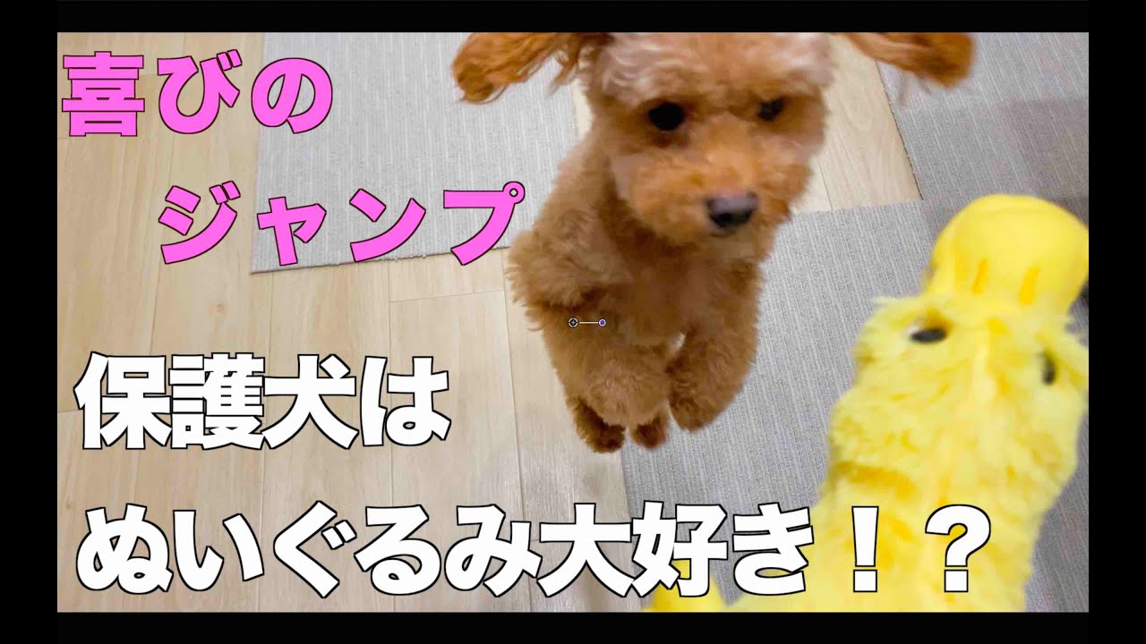 【保護犬と暮らす】元繁殖犬のお気に入りもこもこグッズ【トイ・プードルのクラン】   4K