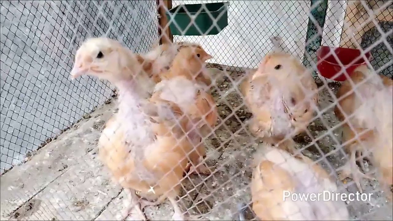 MINI ZOO NEW VIDEO TODAY 