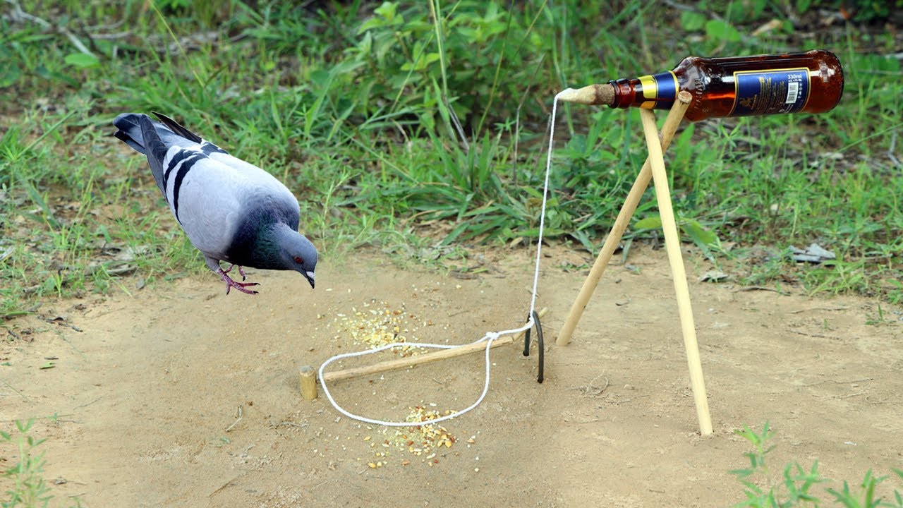 Installing Bird Pigeon Trap Using Bottle And Woods - Unique Technology Bird Trap