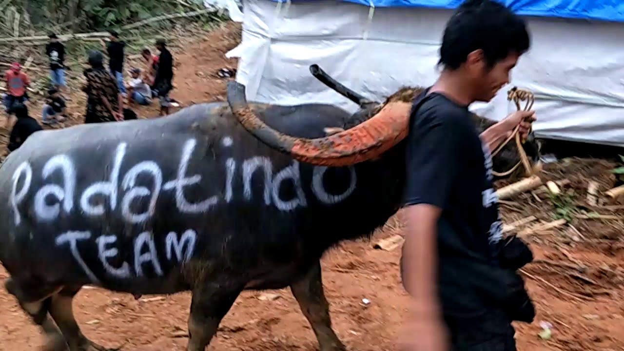 Tedong silaga Yang Mulia Tim Padatindo Menang lagi