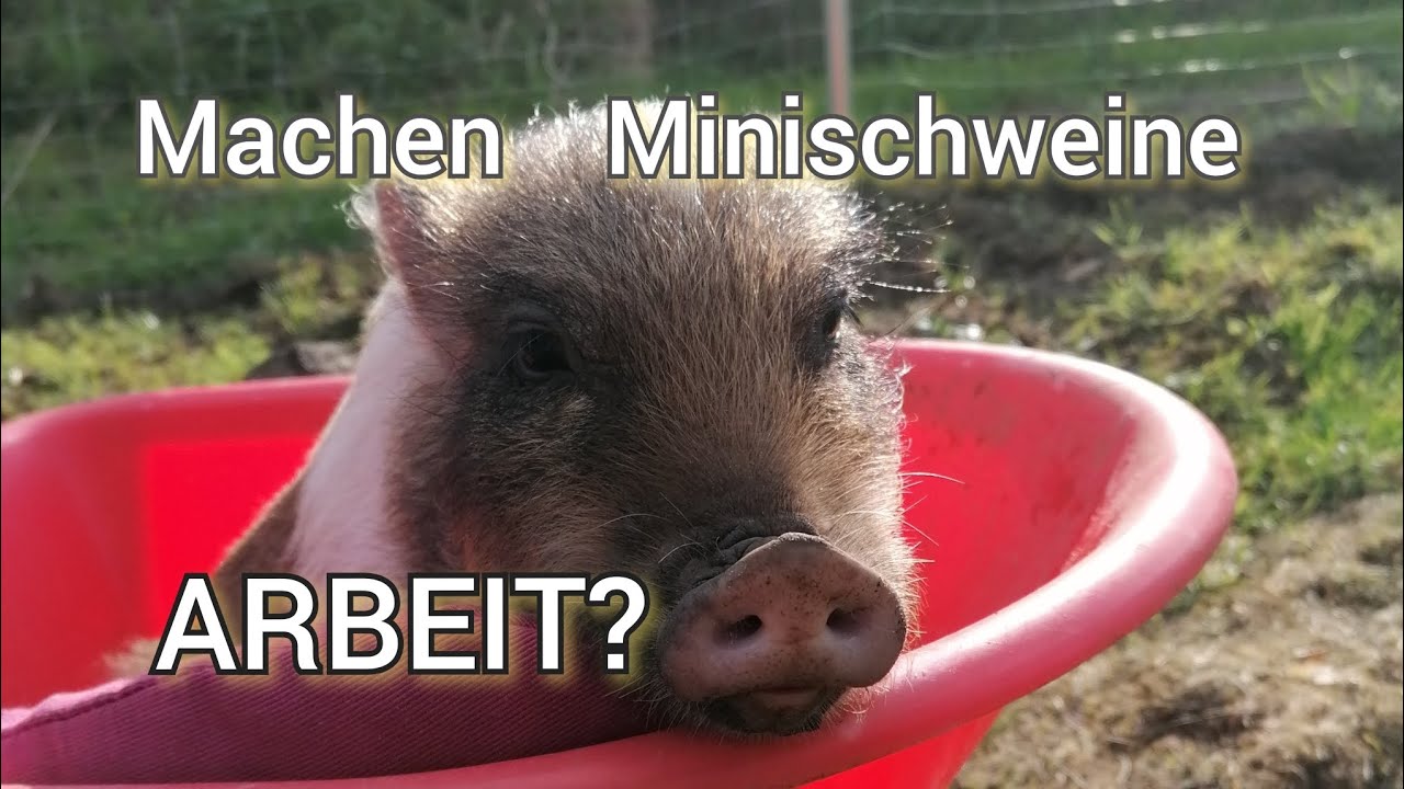 Wieviel Arbeit machen #Minischweine wirklich?   #schweine #haustiere #haltung