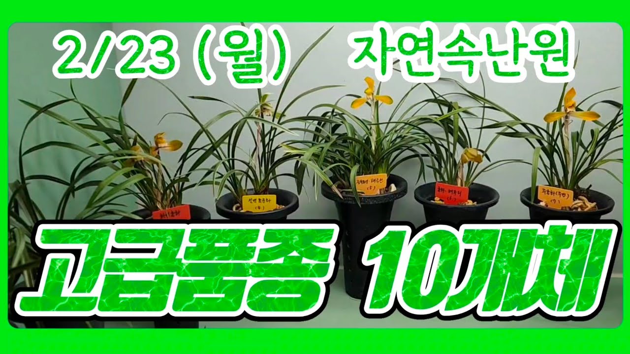 [2월 23일] 취록소심, 금산, 화형홍화, 설백복륜화, 태극선, 해무리, 주홍화, 황산반, 중투, 복륜 올려봅니다.
