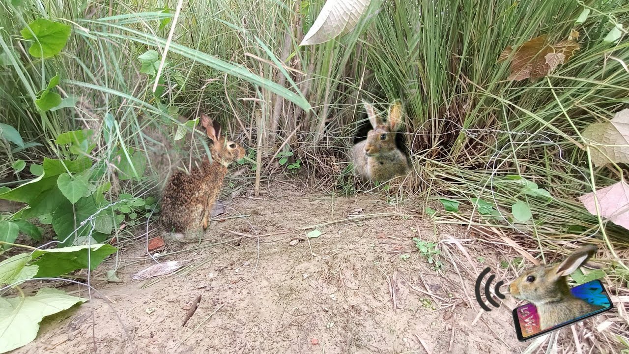 rabbit sound, lambha ka sikar | rabbit 🐰 hunting | खरगोश पकड़ने का तरीका | khargosh ka jaal