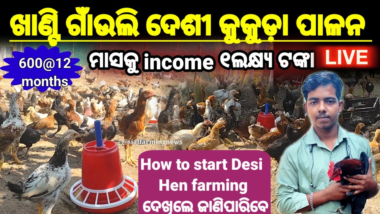 ଖାଣ୍ଟି ଦେଶୀ କୁକୁଡ଼ା ପାଳନ କରି income କରୁଛନ୍ତି ଲକ୍ଷାଧିକ ଟଙ୍କା How to start Desi Henfarming #Desikukuda