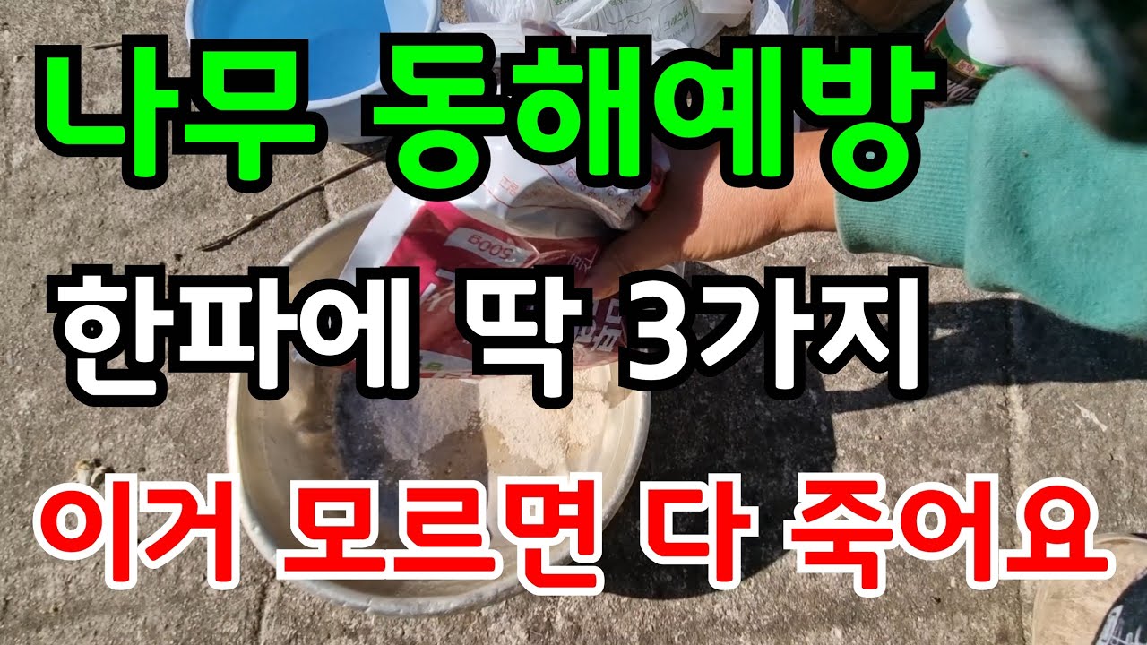 추위에 약한 나무 동해예방은 이걸로 하면 절대 얼어 죽지 않아요 유실수 묘목 죽는 이유 겨울 과일나무 해충 예방법 #과수원#주말농장#귀농#farming#garden#귀농#전원주택 