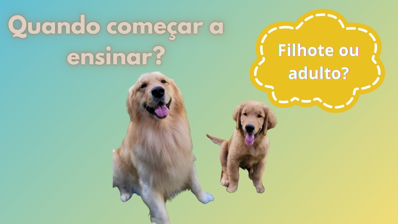 Qual a melhor idade para começar a ensinar um cão? Mitos e verdades