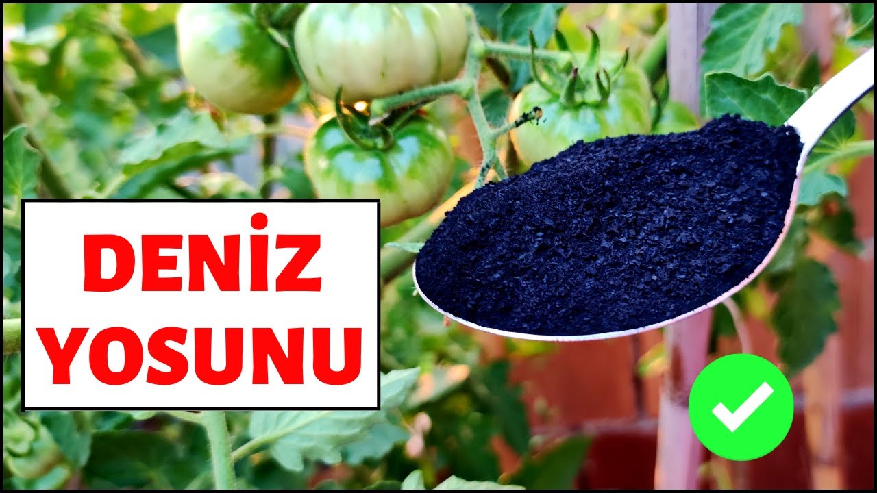 BU GÜBRE BİTKİLERİ COŞTURUYOR