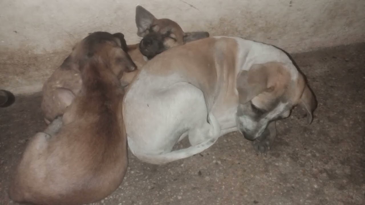 Puppy is sleeping.#rabbit #cat #dogs #kitten #puppy #monkey 