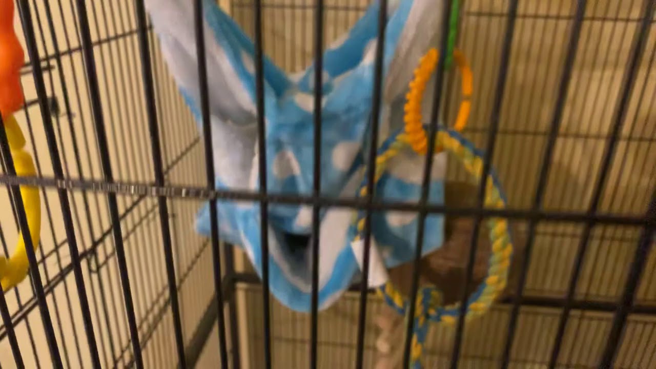 Rocky playing and being super cute- our pet flying squirrel