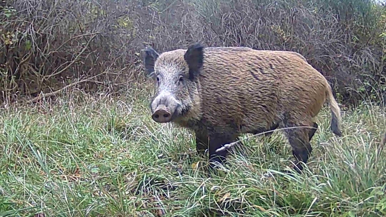 Sus scrofa🐗