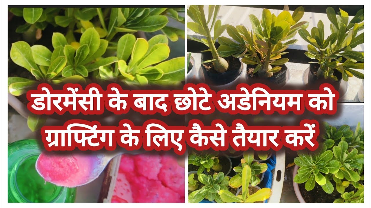 छोटे अडेनियम (rootstock) को ग्राफ्टिंग के लिए कैसे तैयार करें।/ Small adenium care in February. 🌱✨