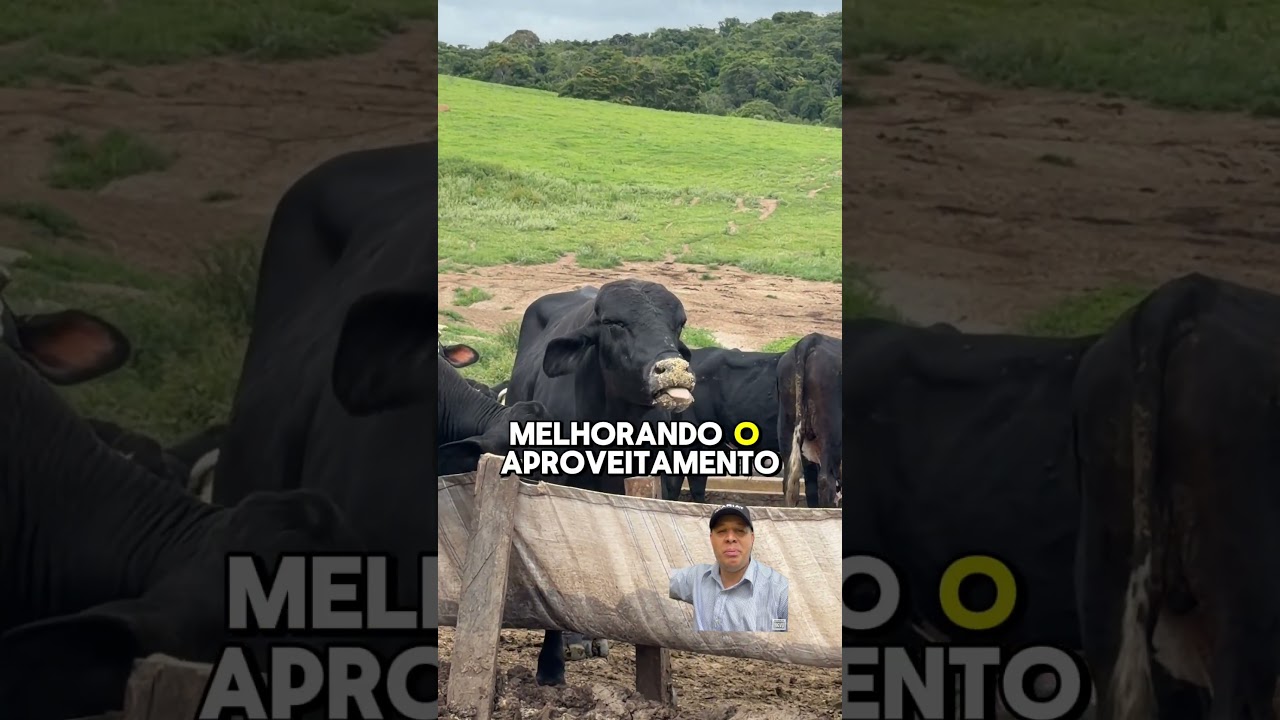 Você sabia o que existe por trás da proteína animal que chega no seu prato? 🐂🌱 