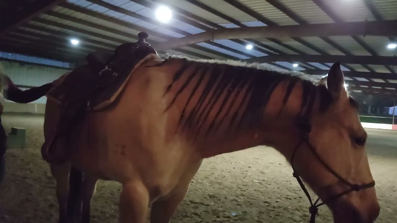 Release to saddle, breast collar reaction