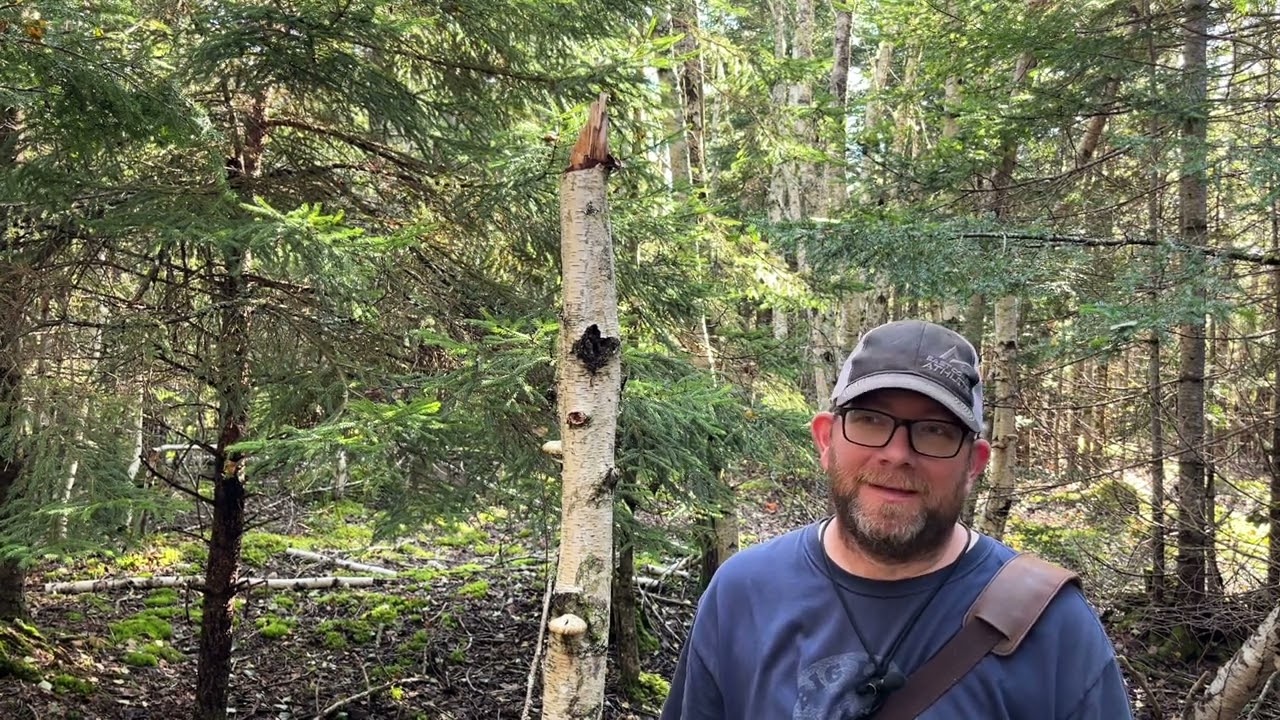 A Quick Birch Polypore Harvesting Drift. Northern Nova Scotia