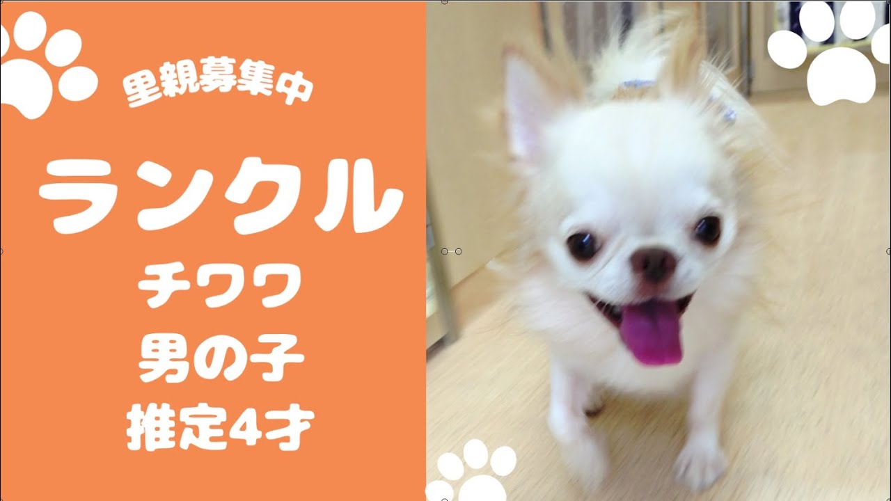 【里親さん募集中】抱っこすると寝ちゃう確率が高い😆甘えん坊さん❤保護犬 ランクルくん