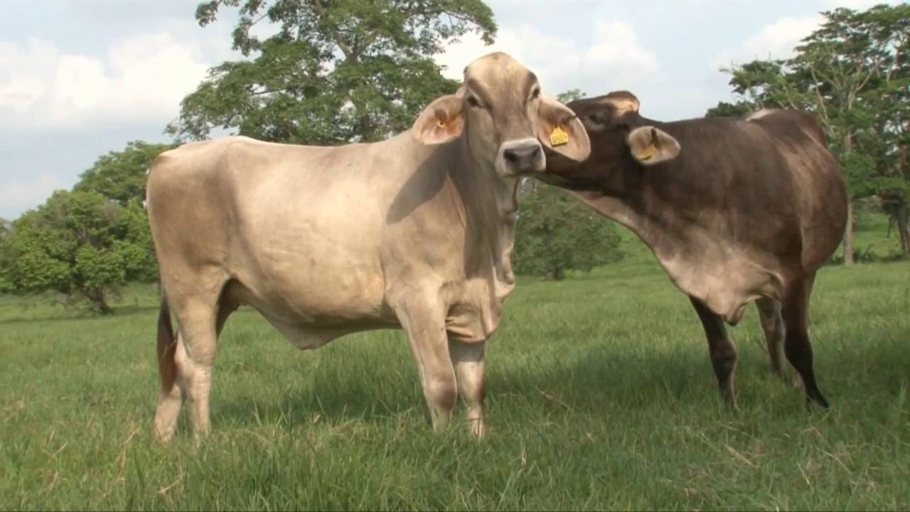 EMPRESARIOS DEL CAMPO TOUR MEXICO 2014 RANCHO EL HERRADERO 10/01/2015