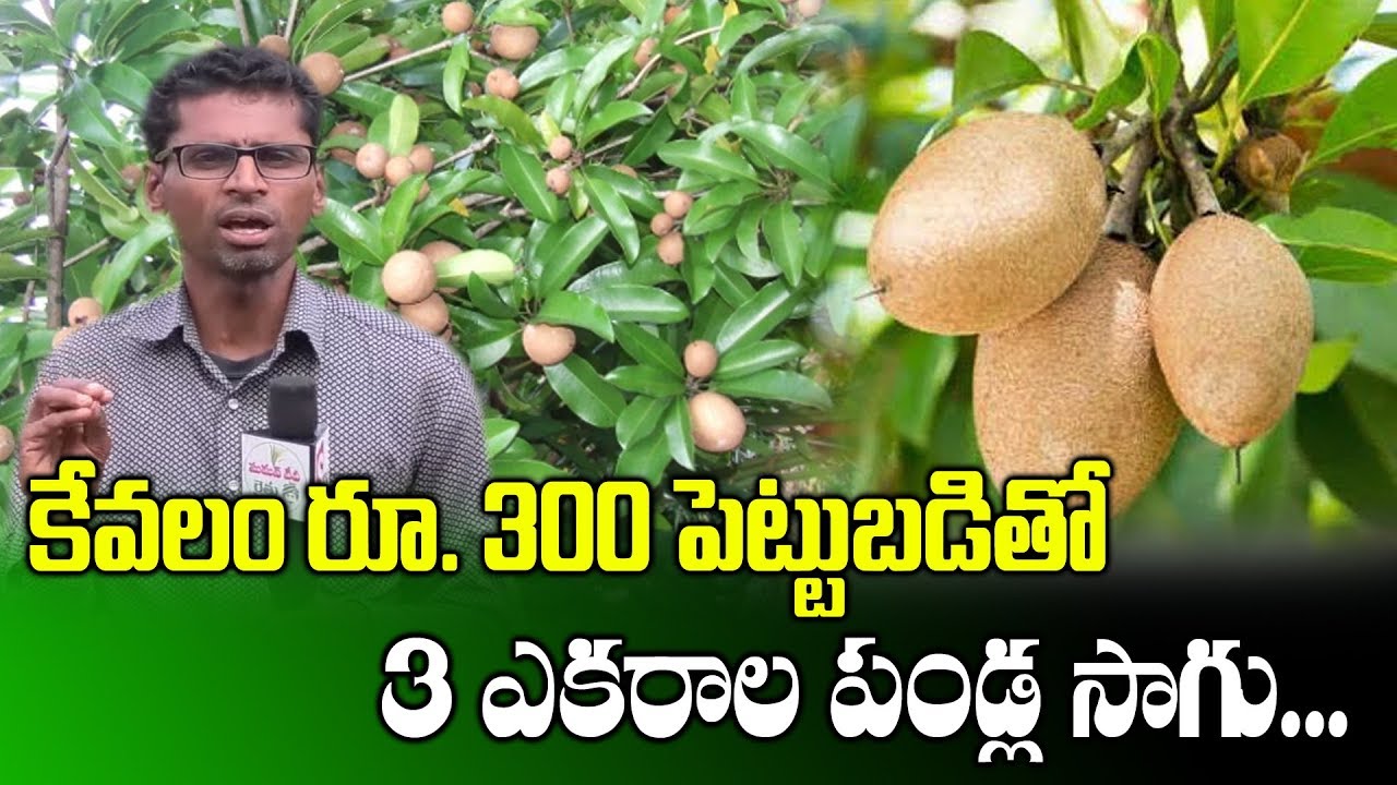 Low Budget Fruits Farming || Farmer Prasad Reddy Success Story || SumanTV Rythu