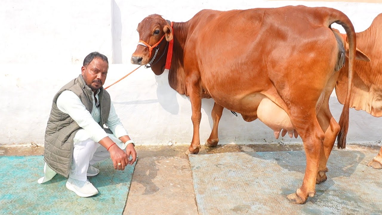 20 लीटर दूध 👉🏾 एक गाय फ्री और पैसे गाय घर आने के बाद देना 💥 8 Sahiwal Tharparkar Rathi Cow For Sale 