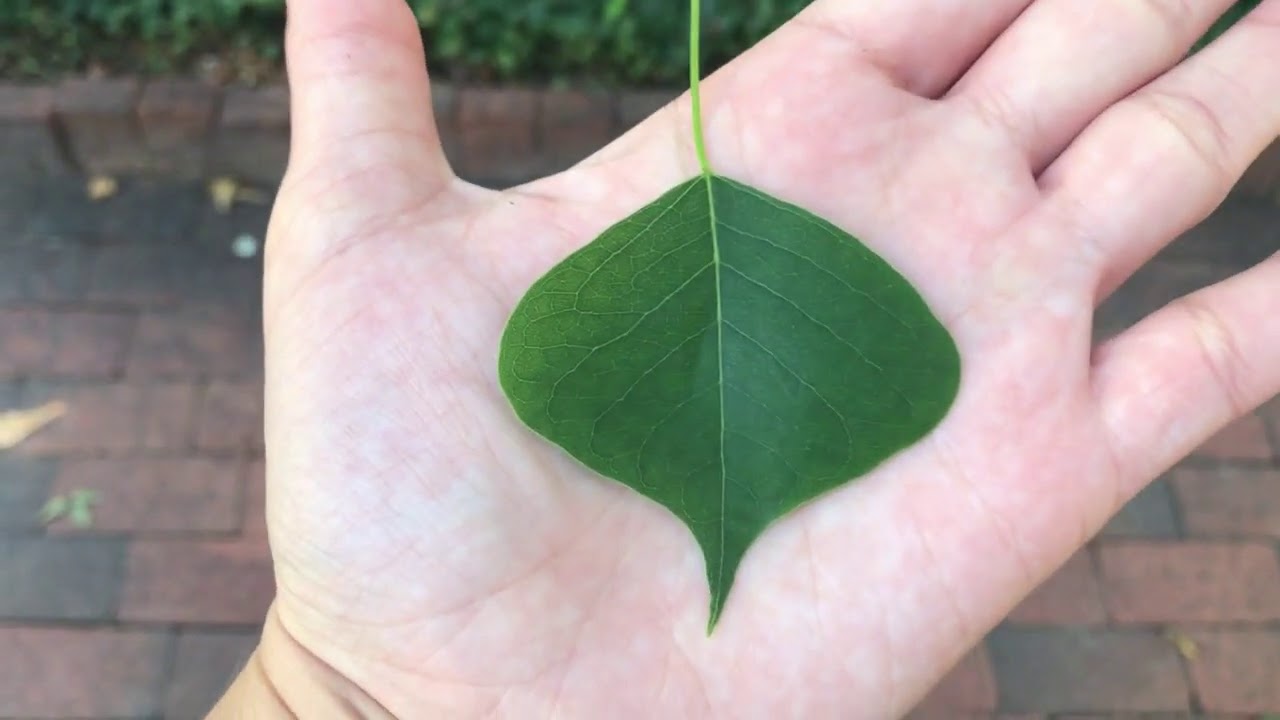 Triadica sebifera (Chinese tallowtree)