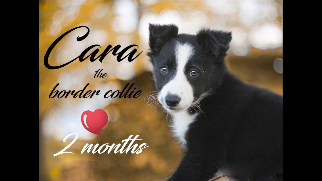 Cara the border collie | first days at home- 2 months