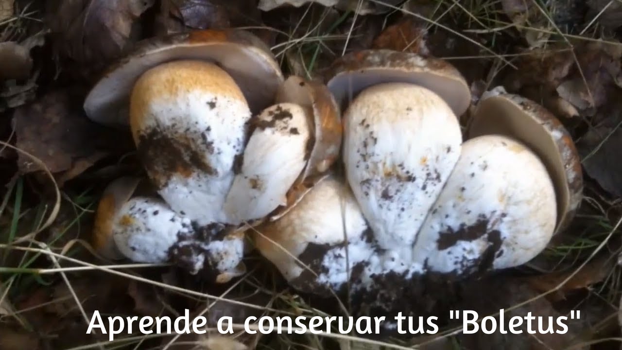 Aprende como conservar y consumir setas, boletus todo el año